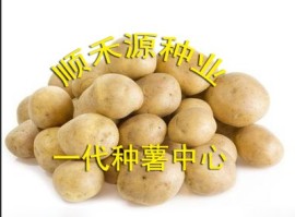 土豆种子售价