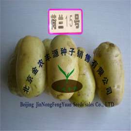 秋季优质高产土豆种子